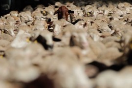 Uvozno meso zatvara domaće farme