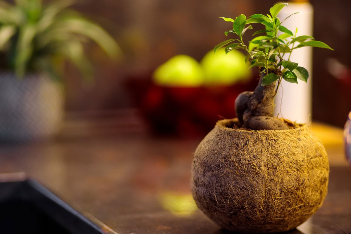 Neprolazan trend u svijetu biljaka: Bonsai drvce, zelena skulptura u enterijeru