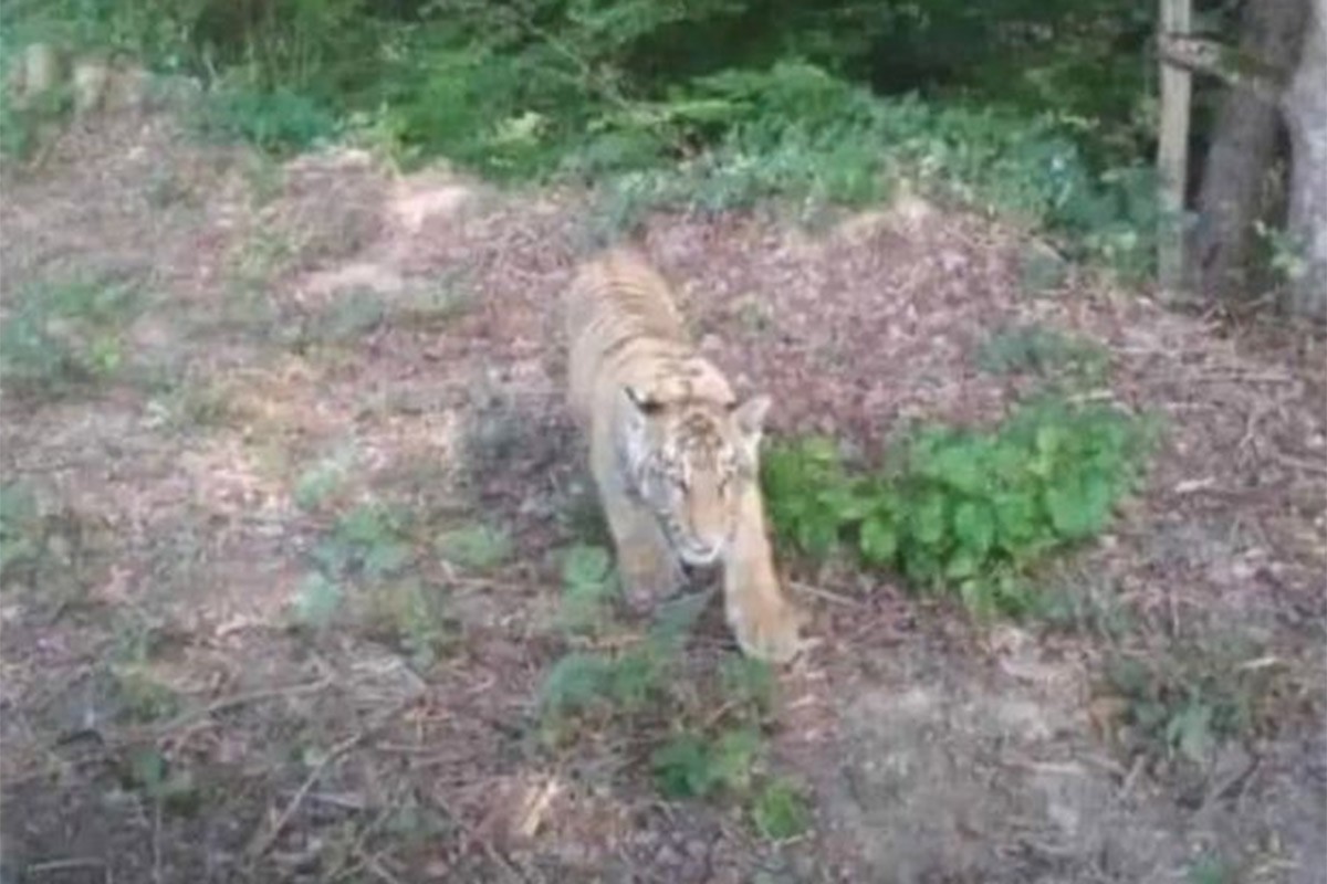 Tigar pobjegao iz ukrajinskog zoo vrta i prešao granicu