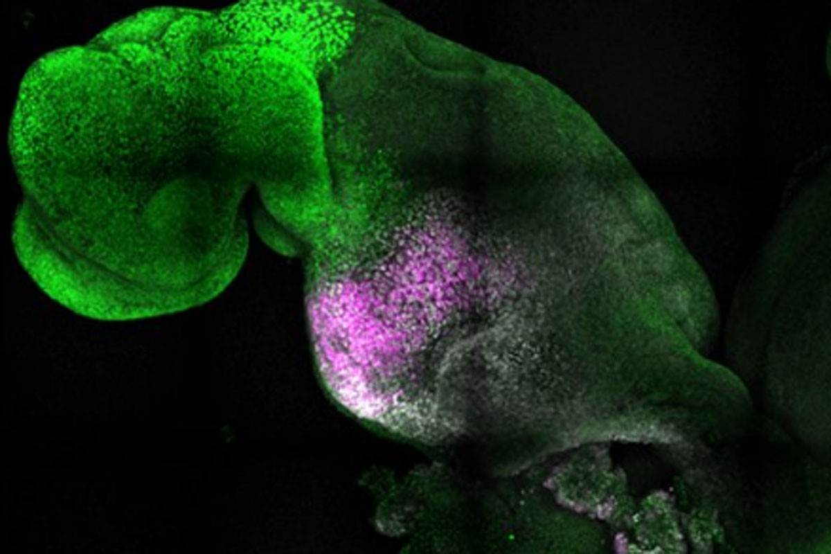 Napravljen sintetički embrion miša