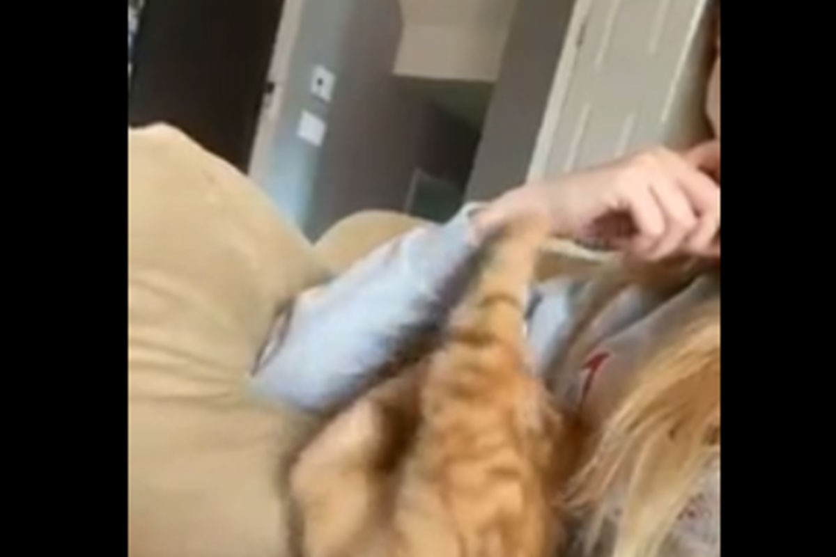 Video mačke koja žica zagrljaj najslađa stvar koju ćete vidjeti danas