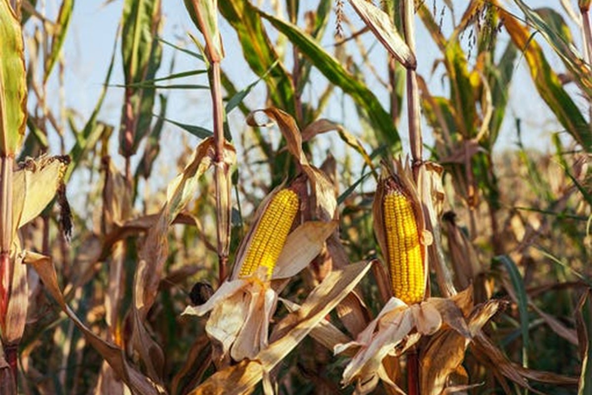 Prinos kukuruza na području Šamca manji za 30 do 50 odsto