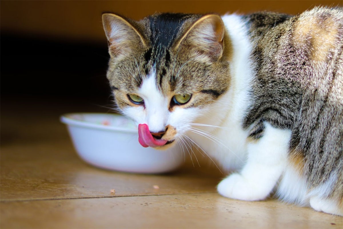 Kako poboljšati ishranu mačkama?