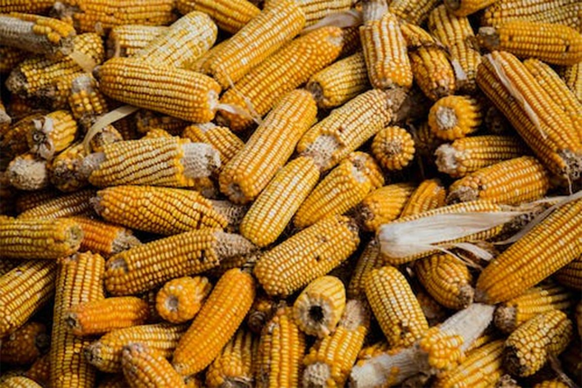 Najslabija žetva kukuruza u Francuskoj u posljednjih 30 godina
