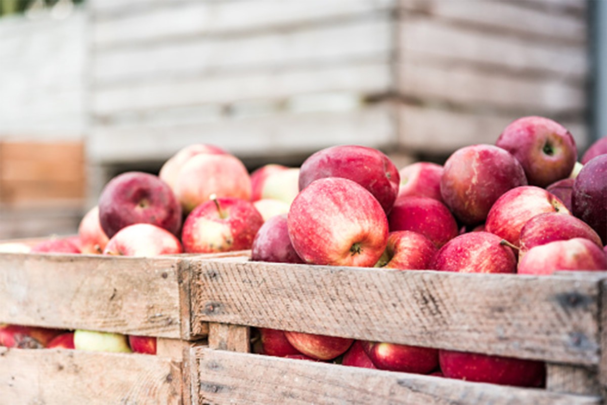Smanjena prognoza evropskog uroda jabuke, troškovi rastu