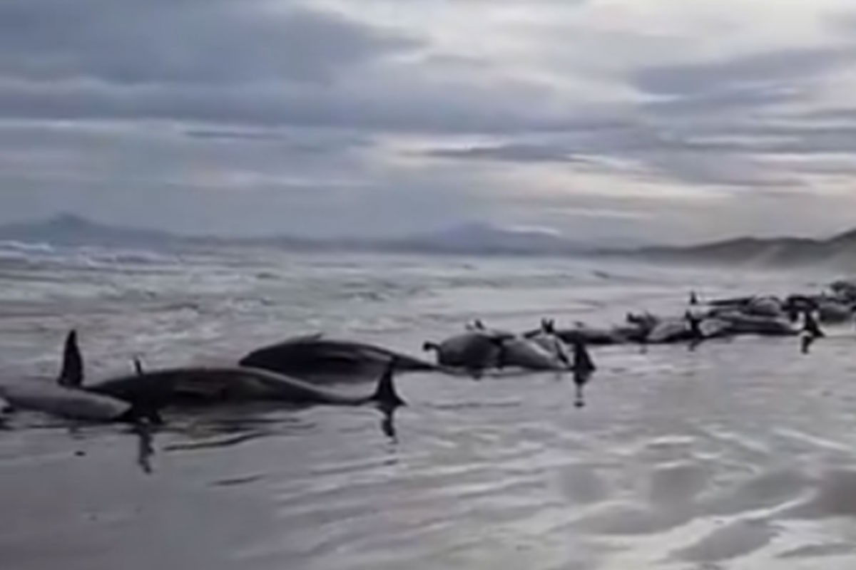 Više od 200 kitova se nasukalo na obali Tasmanije