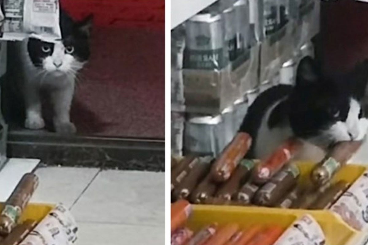 Mačak ušao u trgovinu i ukrao kobasicu