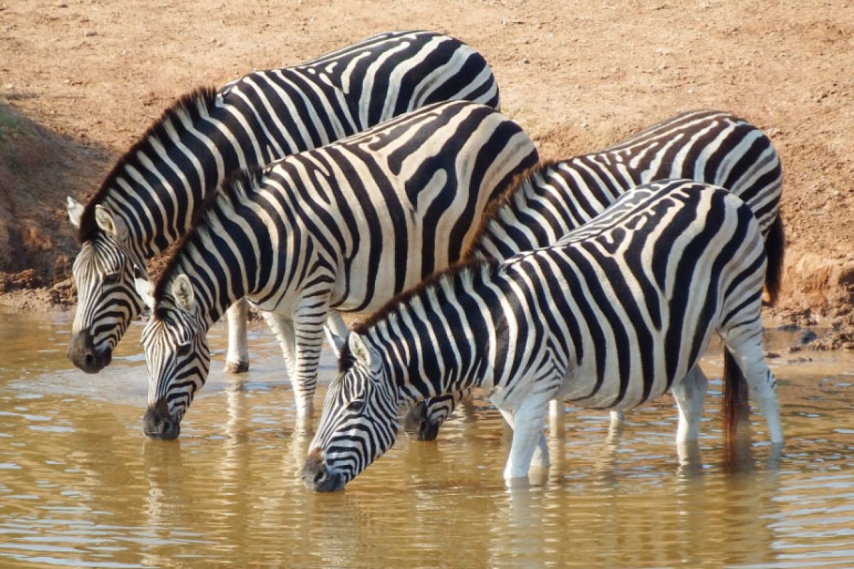 Suša ugrozila populaciju Grevijevih zebri