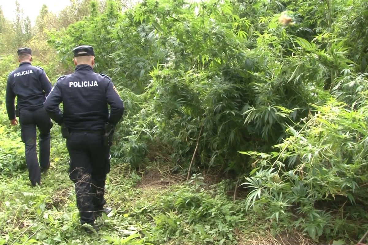 U pretresu auta našli par stabljika marihuane, a onda otkrili plantažu droge