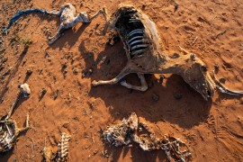 Djeca u Somaliji umiru od gladi zbog suše