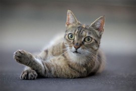 Mačka šokirala svoju porodicu: Nestala na četiri dana, pa pozvonila na vrata