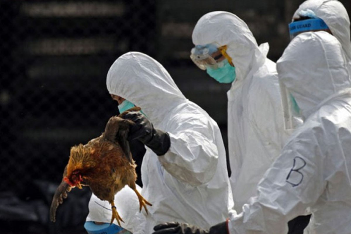 Evropu pogodila najgora kriza ptičjeg gripa ikad