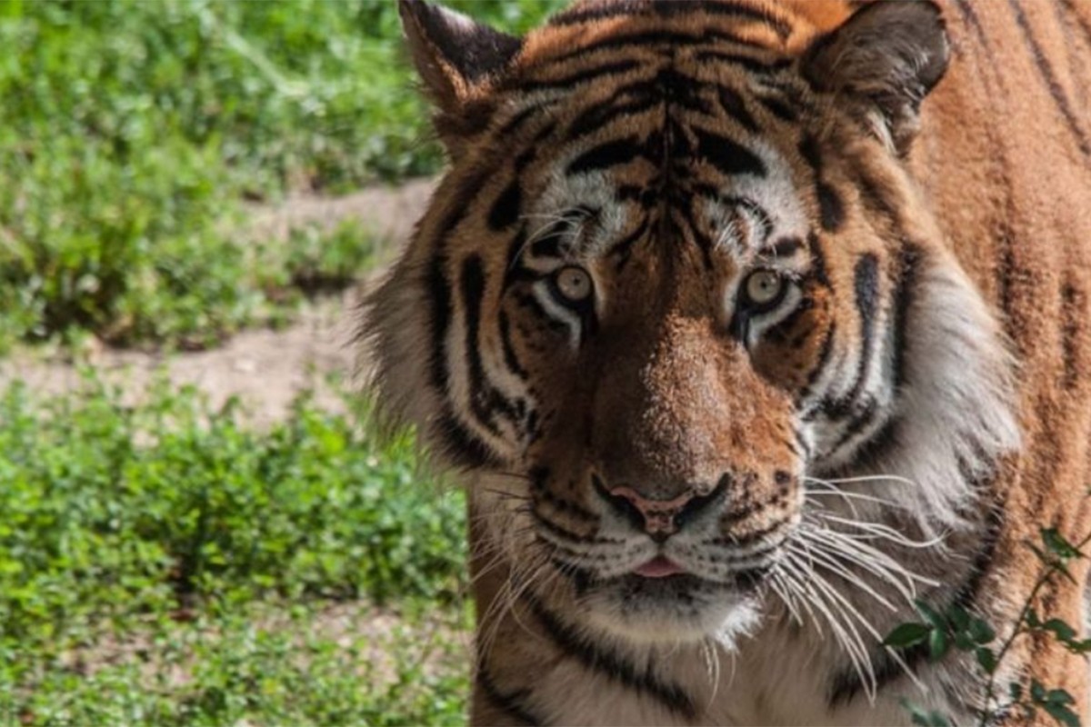 Tigar ubijen nakon što je usmrtio najmanje 9 ljudi