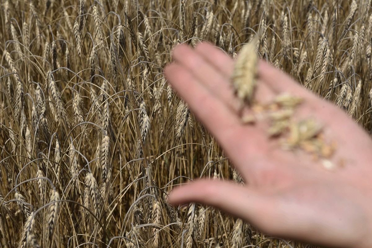 Zabrana izvoza iz Ukrajine znači više cijene žitarica u BiH