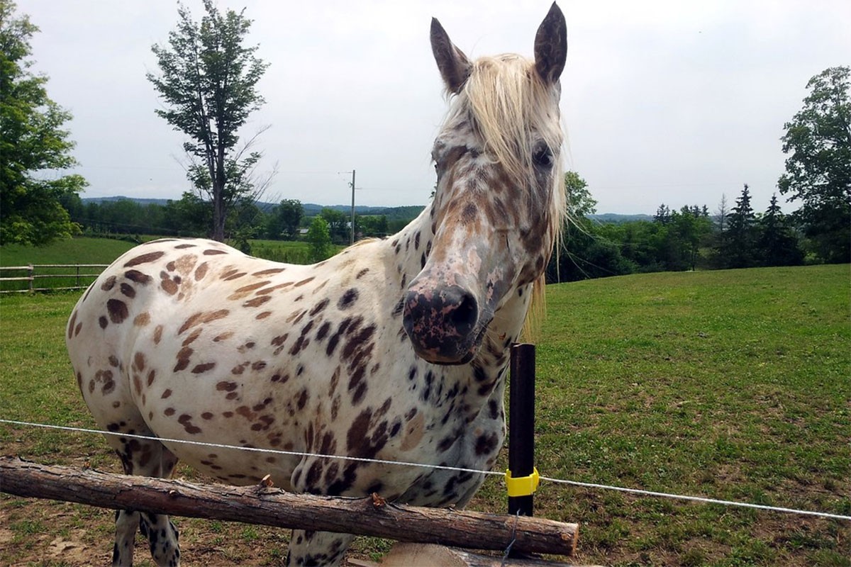 Apalusa - indijanski konj sa leopard šarama