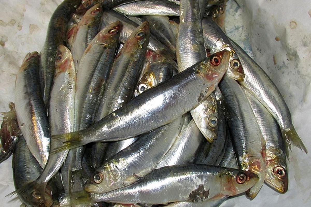 Koje su dobrobiti sardina