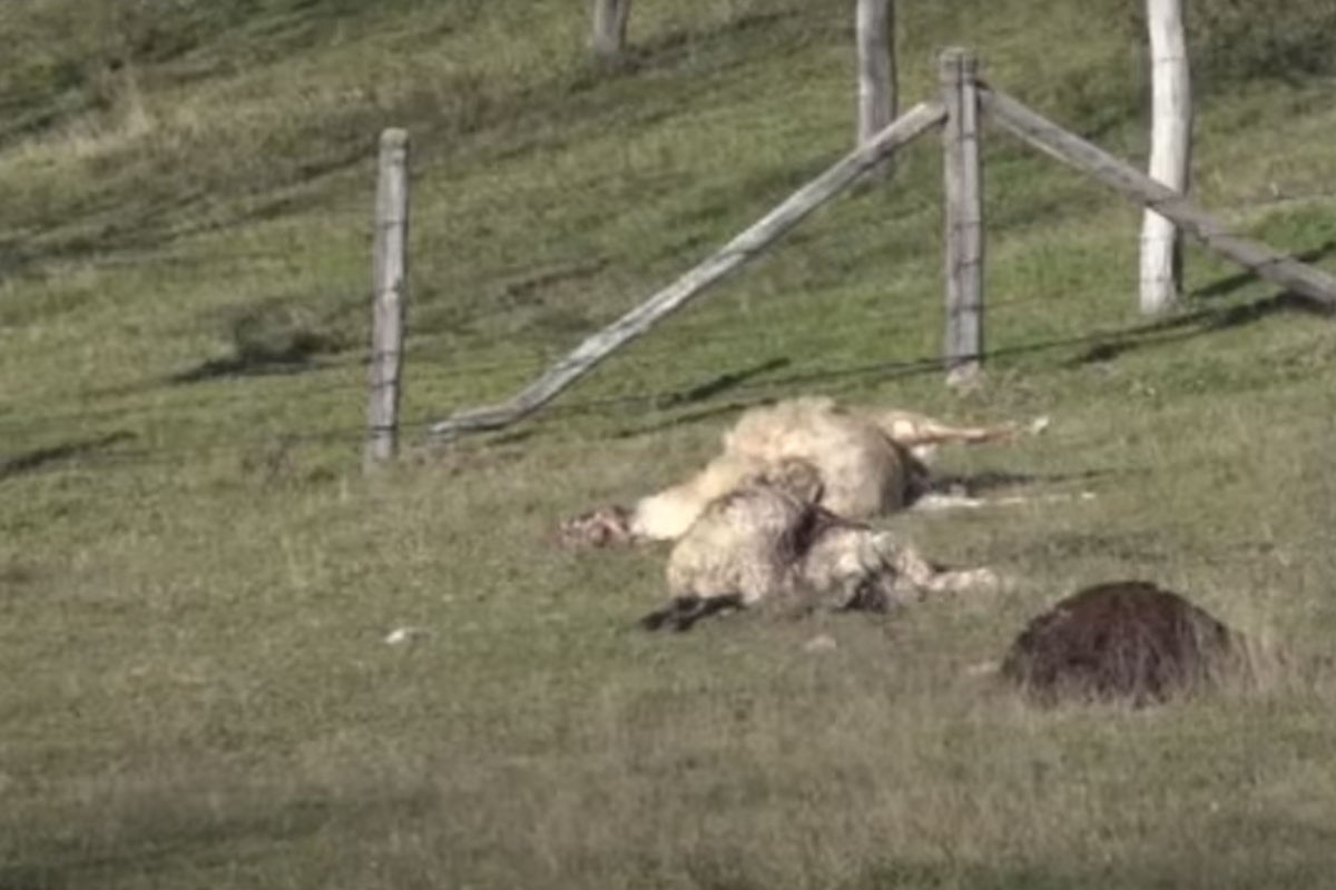 Psi zadavili sedamnaest ovaca kod Prijedora (VIDEO)