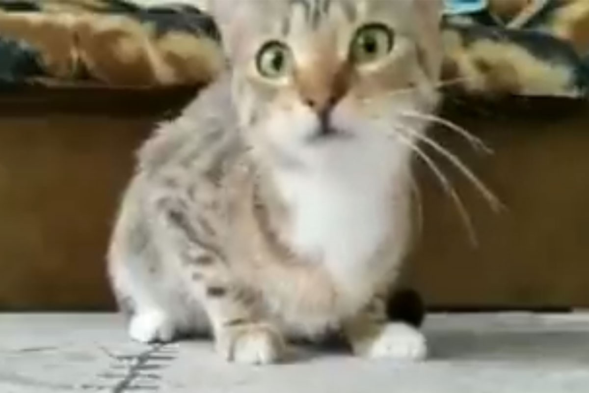 Mačka koja gleda horor postala hit (VIDEO)