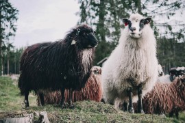 Vic dana: Bijele i crne ovce