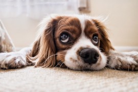Istraživanje: Psi dobro utiču na čovjekov mozak