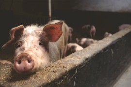 Kontrolisati meso zbog trihinele tokom svinjokolja