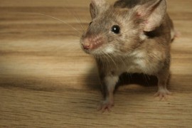 Jeftini trik koji će otjerati miševe iz vašeg doma