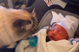 Dramatična reakcije mačke na novorođenče: "Vratite je gdje ste je ...