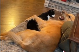 Pas pokazao zube, reakcija mačka je urnebesna (VIDEO)