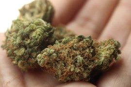 U Laktašima pronađeno 800 grama marihuane