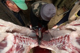 Poljoprivrednik poklanja svinju od 200 kg ugroženima