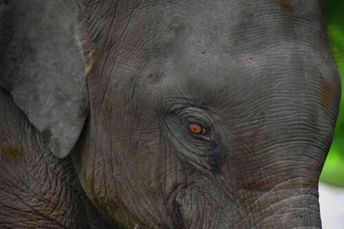 Uginula najveća ženka slona u Africi