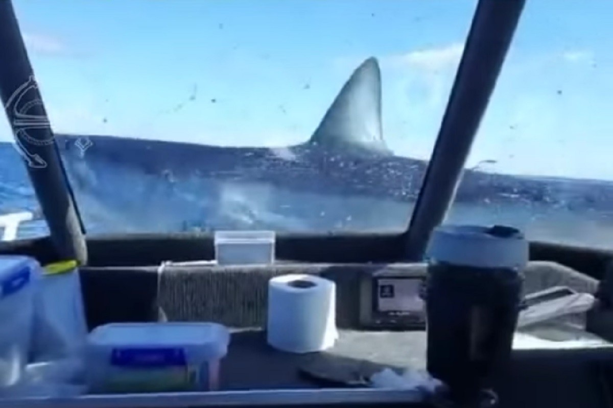 Tokom pecanja morski pas skočio na brod (VIDEO)