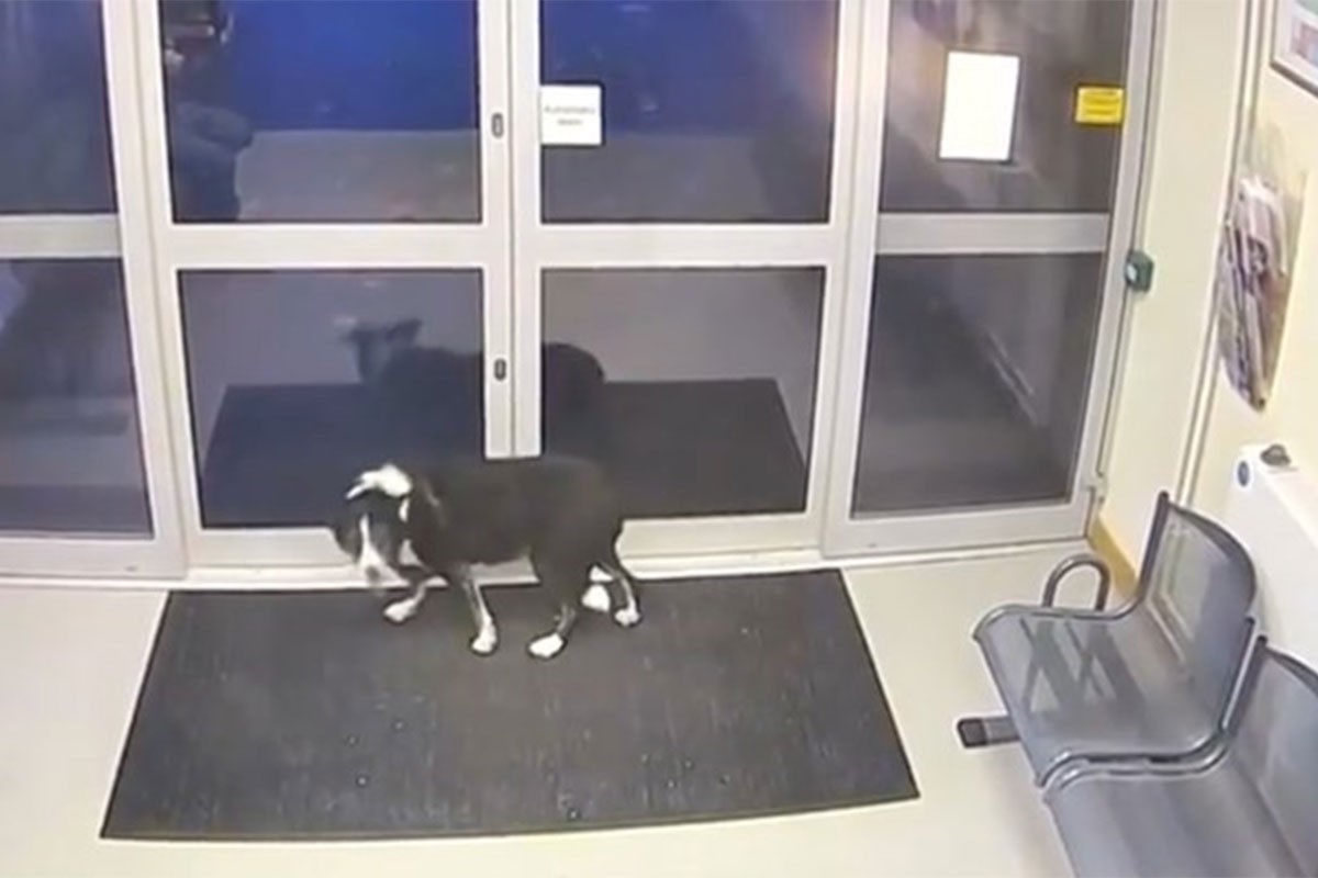 Pas se izgubio pa došao potražiti pomoć u policijsku stanicu (VIDEO)