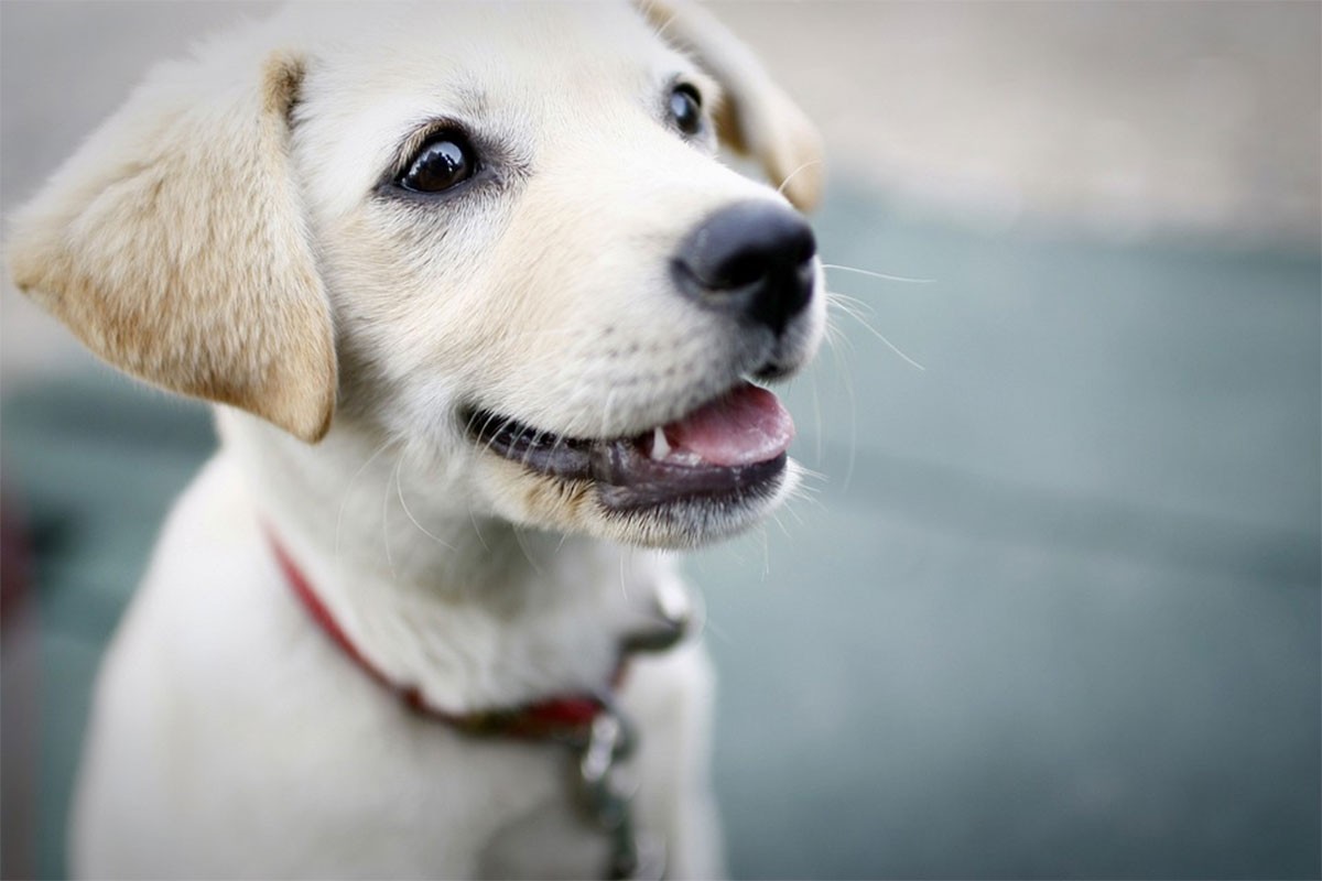 Počinje akcija kontrole vlasnika pasa u Banjaluci: Obavezno čipovanje i vakcinacija