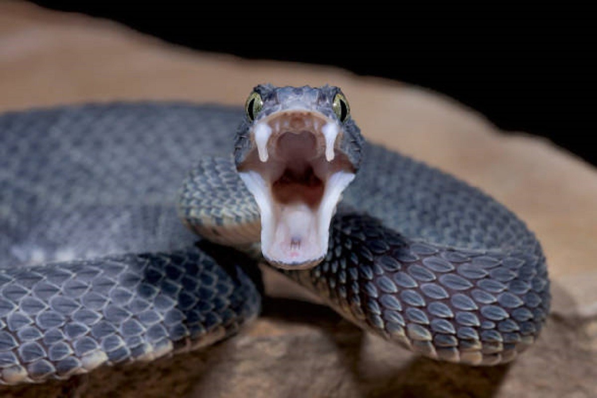 Otrovnu zmiju otrgli iz ralja alkoholizma (VIDEO)