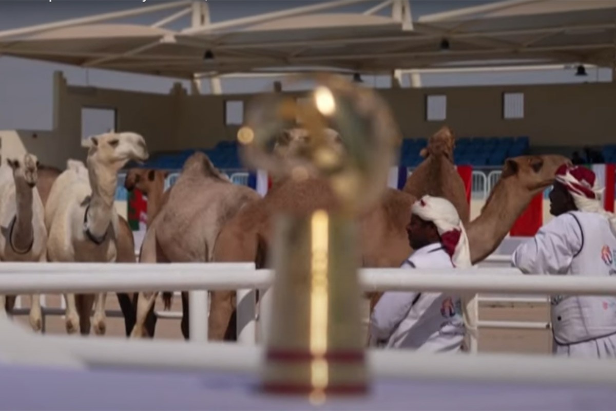 Na Mundijalu u Kataru i izbor za Mis kamile (VIDEO)