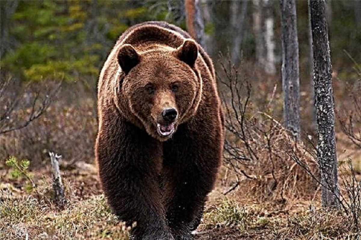 Medvjed bi se uskoro mogao naći na listi za odstrel