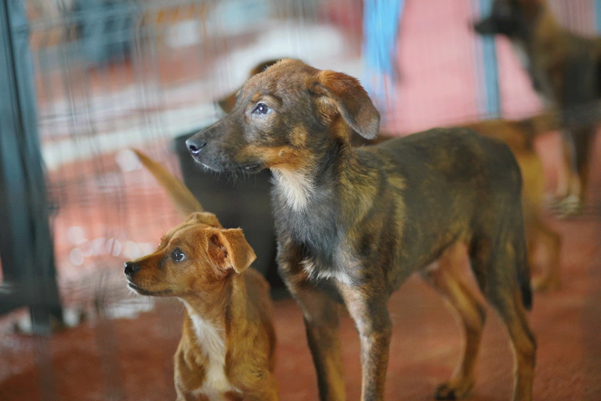 Više od 70 pasa iz banjalučkog azila pronašlo novi dom
