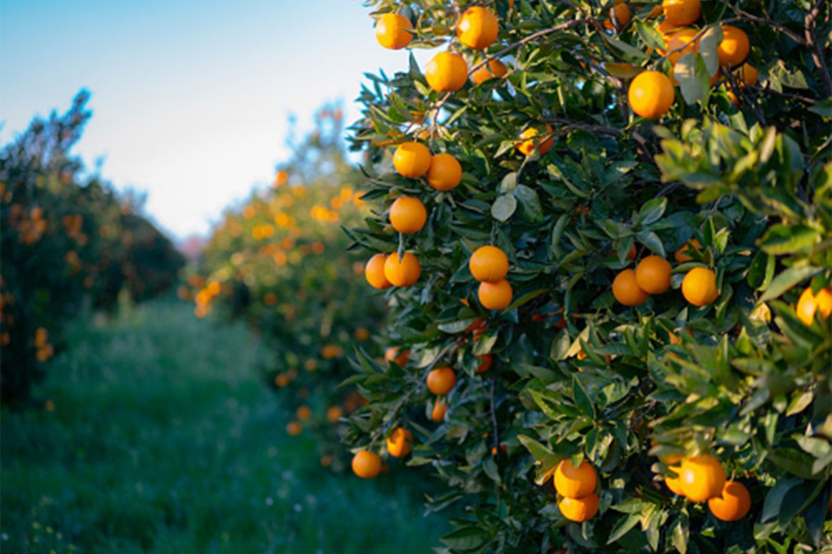 Proizvodnja citrusa u svijetu pada, BiH nije pogodna za uzgoj ovog voća