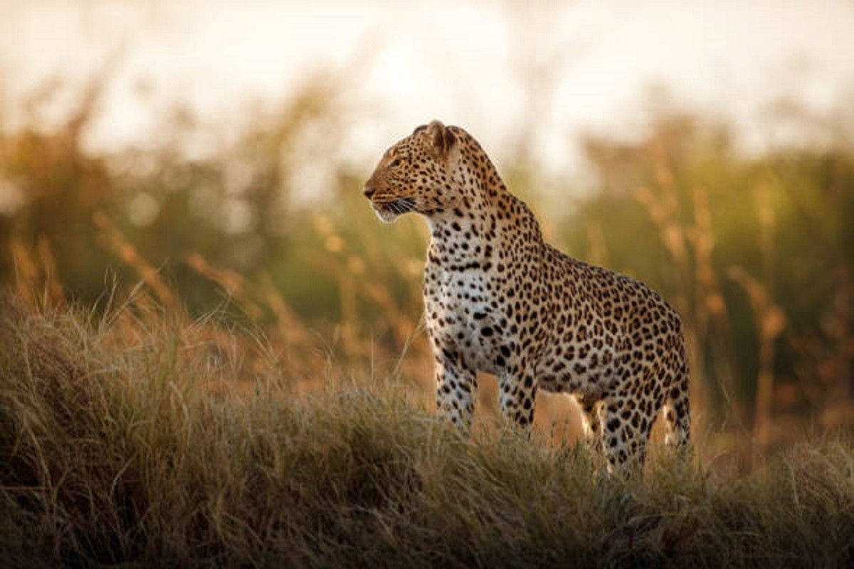 13 ljudi povrijeđeno u divljanju leoparda (VIDEO)