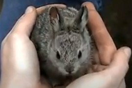Pigmi zec je najmanja rasa zečeva na svijetu