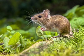 Najstariji miš na svijetu