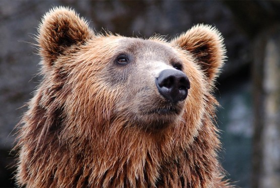 Medvjed napravio 400 selfija (FOTO)