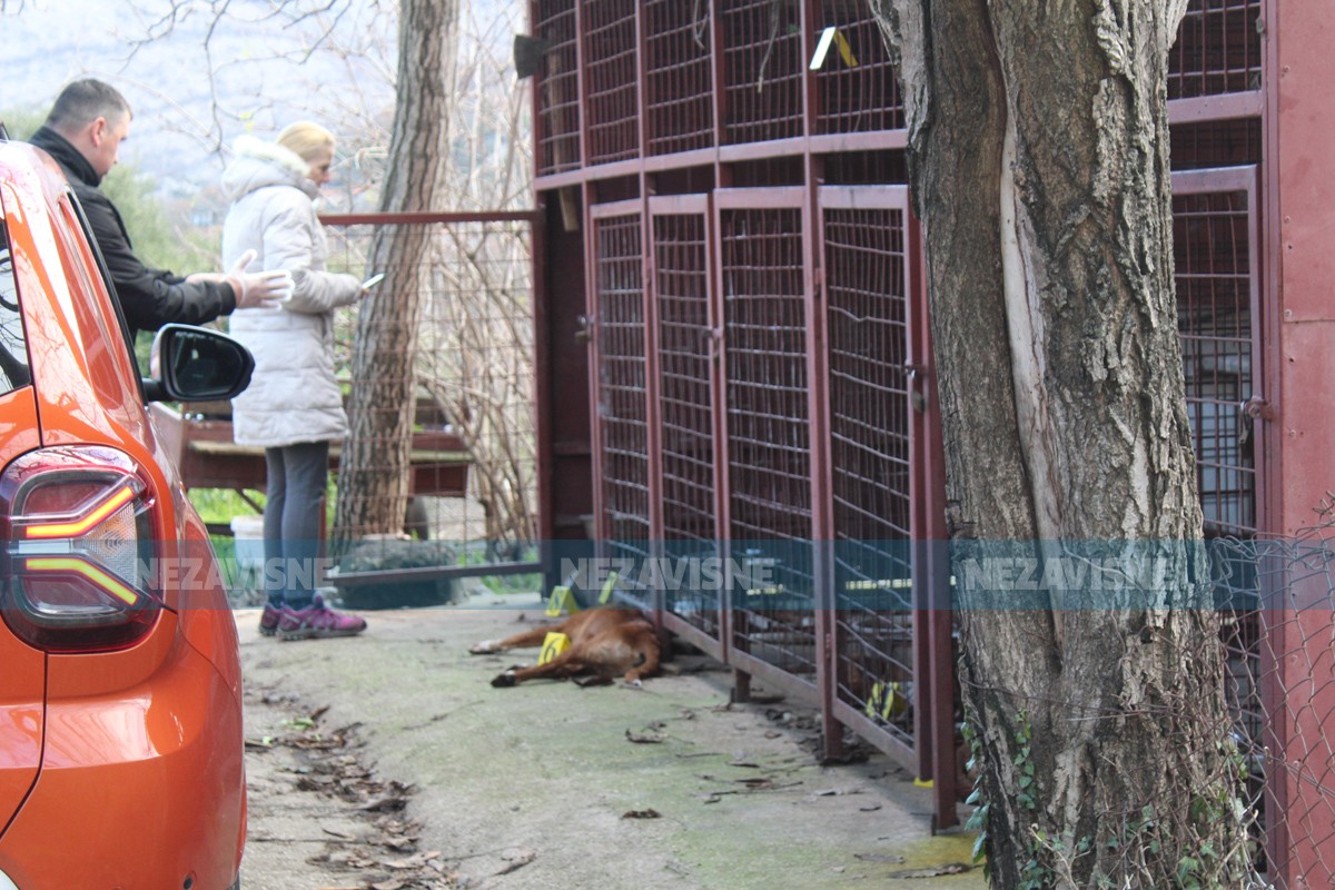 Lovcima dok su bili na sahrani otrovani psi vrijedni više od 20.000 evra (UZNEMIRUJUĆE FOTOGRAFIJE)