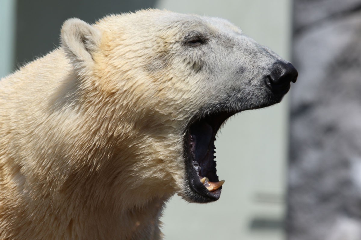 Polarni medvjed ubio ženu i dječaka na Aljasci