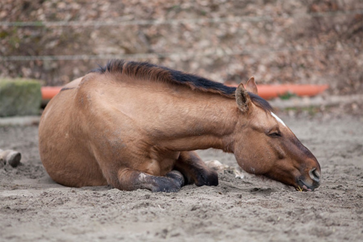 Kako i koliko spavaju konji?