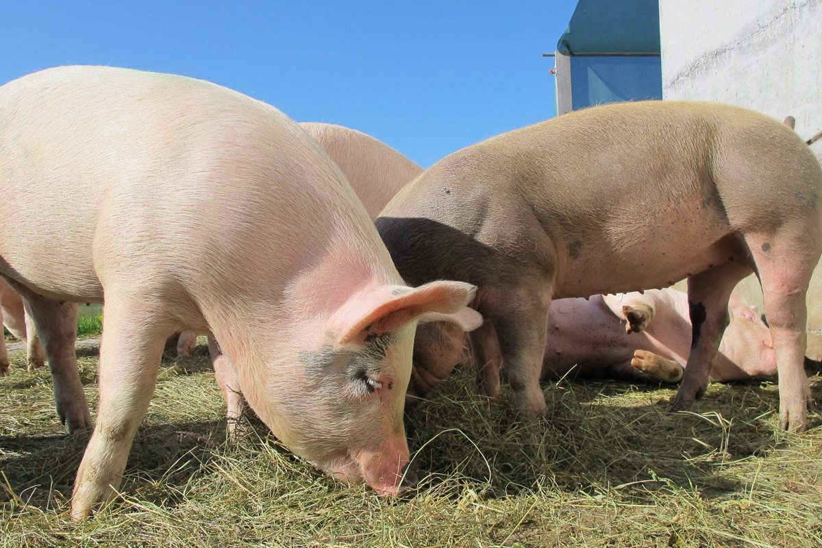 Stagnira uzgoj svinja i proizvodnja mesa