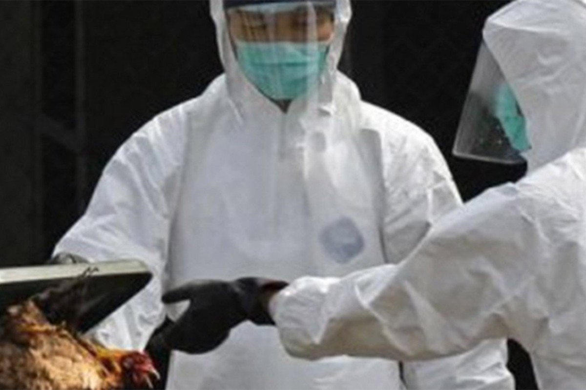 Počinje uništavanje 25.000 prepelica zbog ptičijeg gripa
