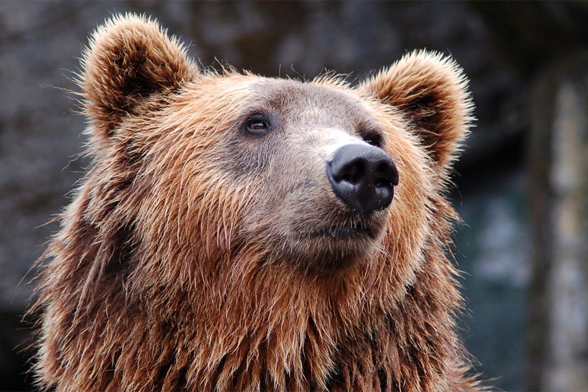 Medvjed napravio 400 selfija (FOTO)