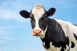 Otkriven slučaj kravljeg ludila na farmi u Nizozemskoj